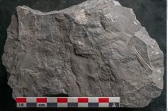 Foto (Detailansicht) von Diplothmema andraeanum Roehl (NHMW-GEO-2024-0188-10934)